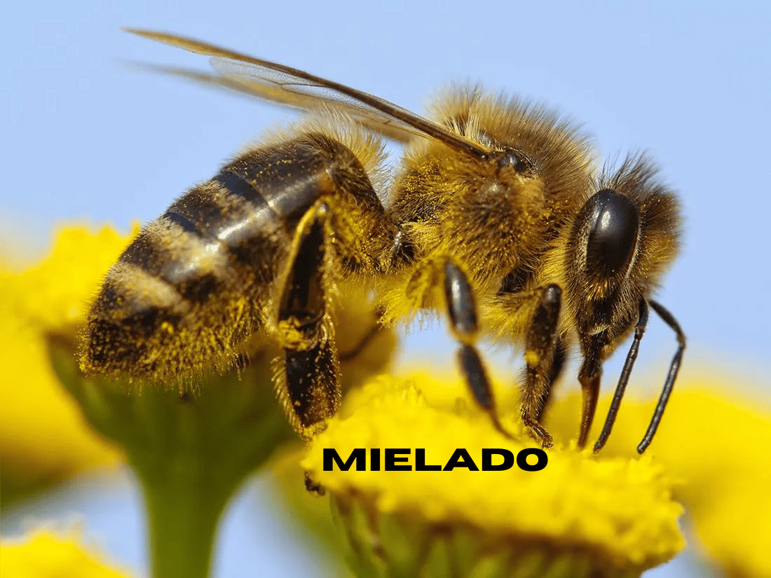 Mielado